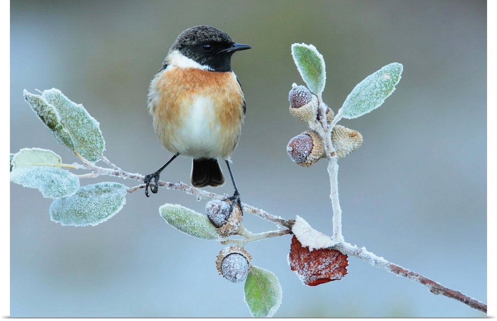 A European Stonechat perched on a frozen twig with acorns.