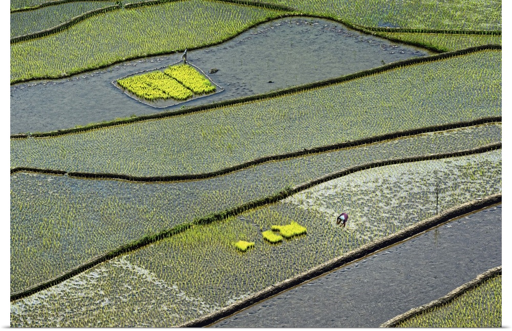 Aerial view of rice paddies in a field, flooded with water.