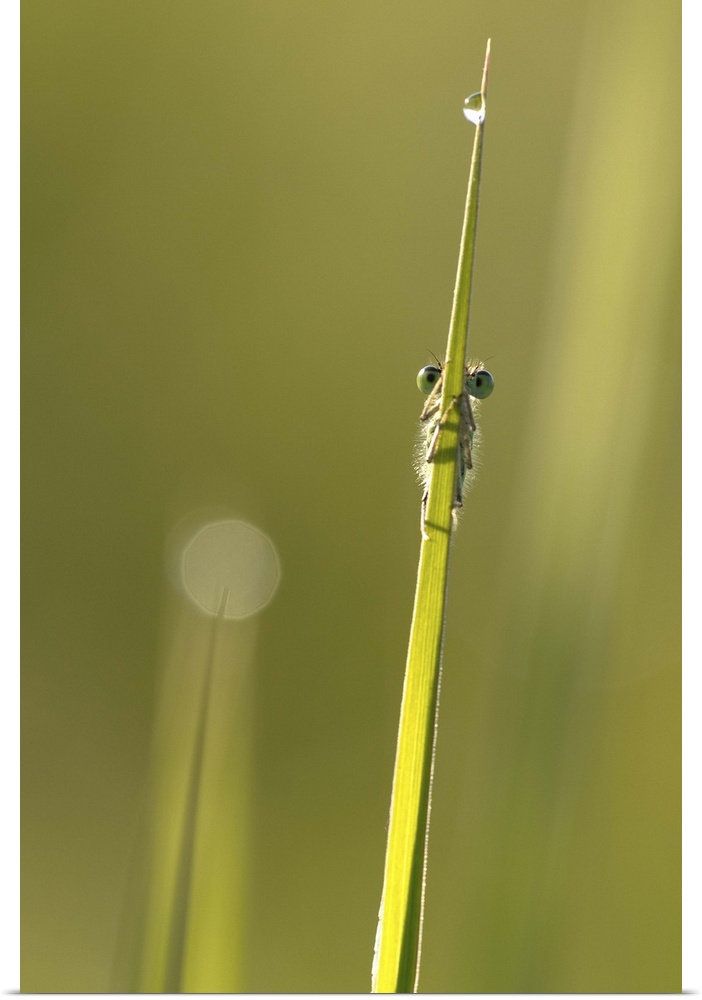 A small insect on a blade of grass, mostly hidden except for its eyes.