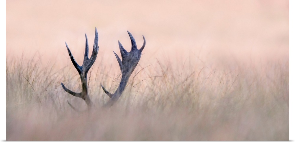 A beautiful fine art photograph of mature deer antlers peeking out from above tall grasses under a pink sky