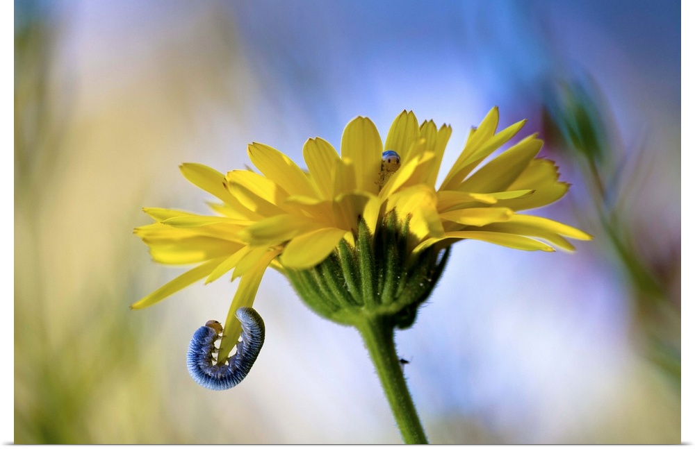 A caterpillar hanging onto the petal of a flower, with another hiding inside it.