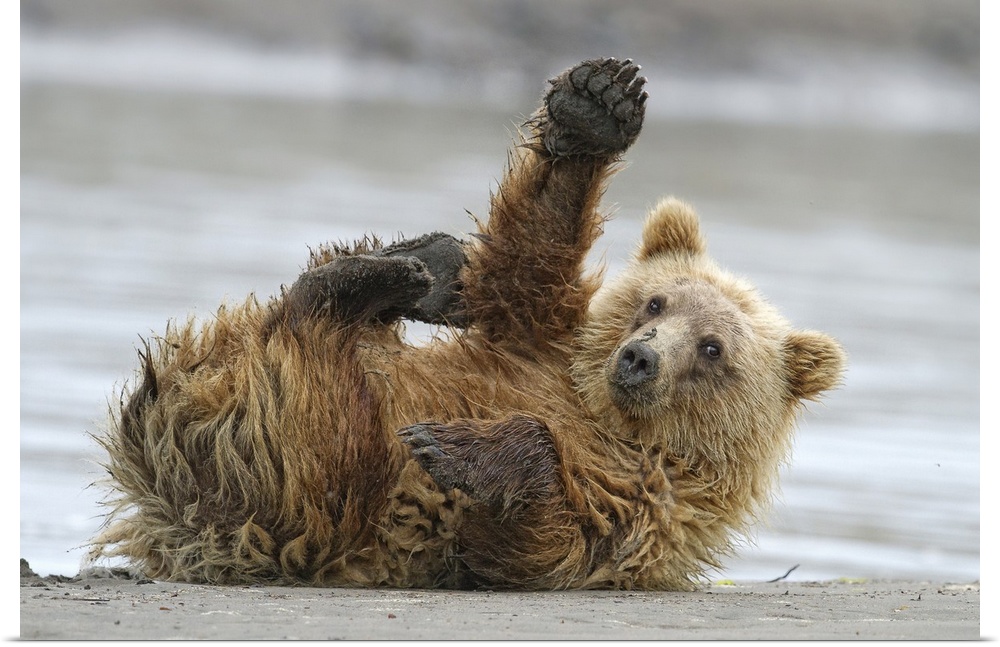 Adorable brown bear rolling around on the beach, with one paw raised in the air.