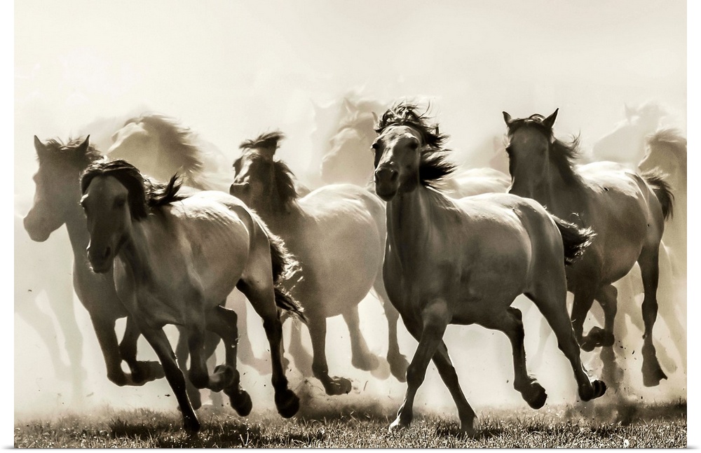A herd of horses kicking up dust from a fast gallop.