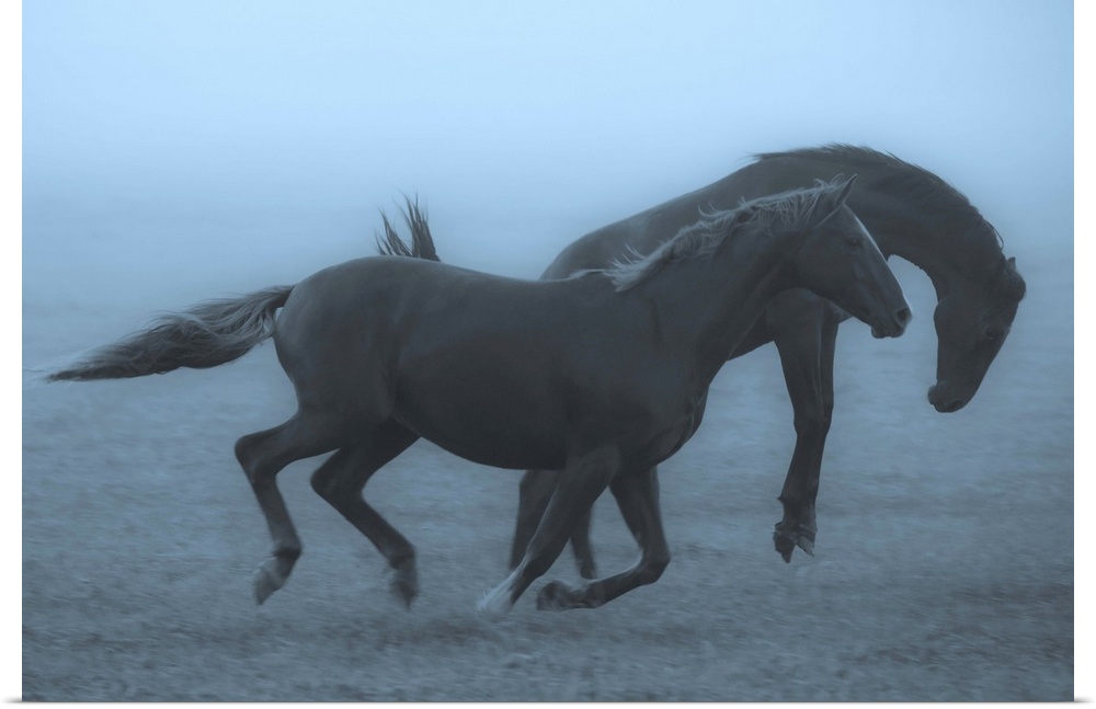 Two horses running and bucking in a misty field in the early morning.