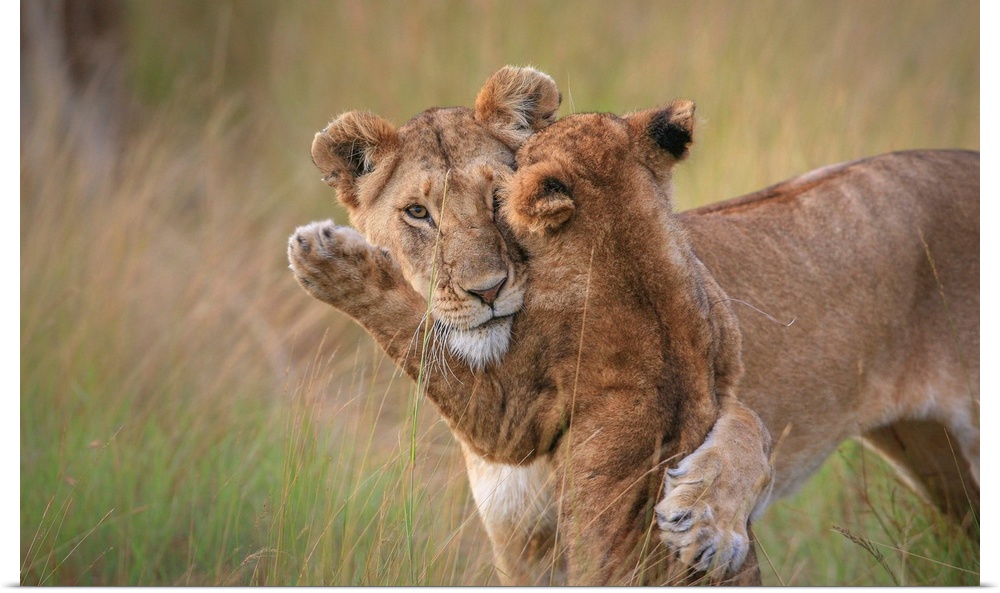 A loving photograph of a lion cub and mother embracing in a playful hug.
