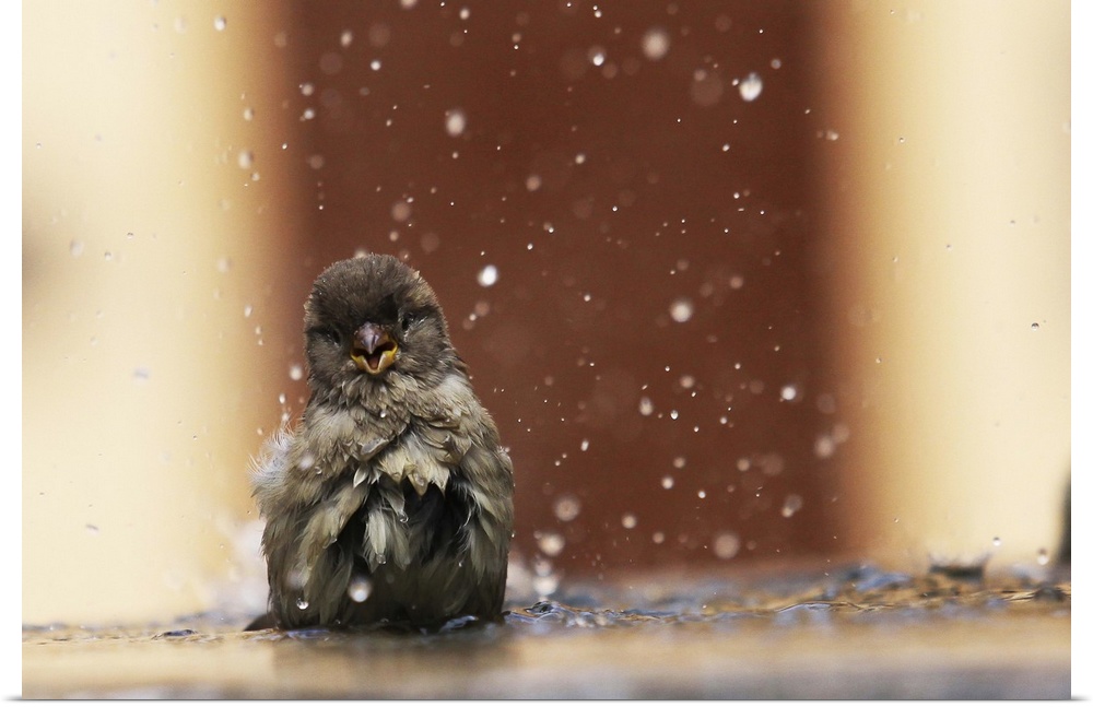 A little sparrow takes an energetic bath, splashing water and soaking its feathers.