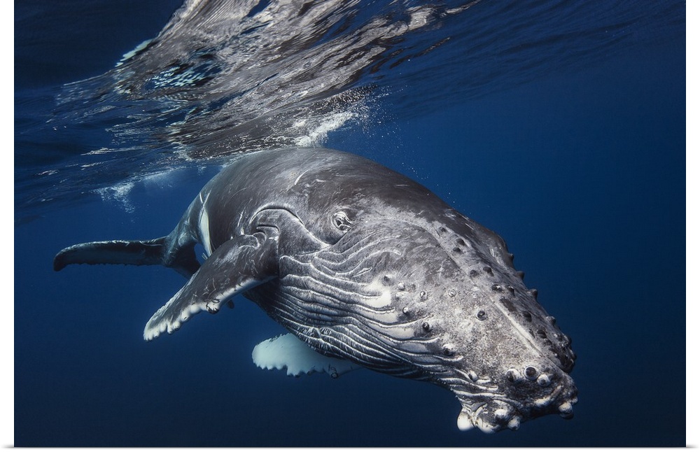 Close-up photograph of a humpback whale swimming around Reunion Island, France.