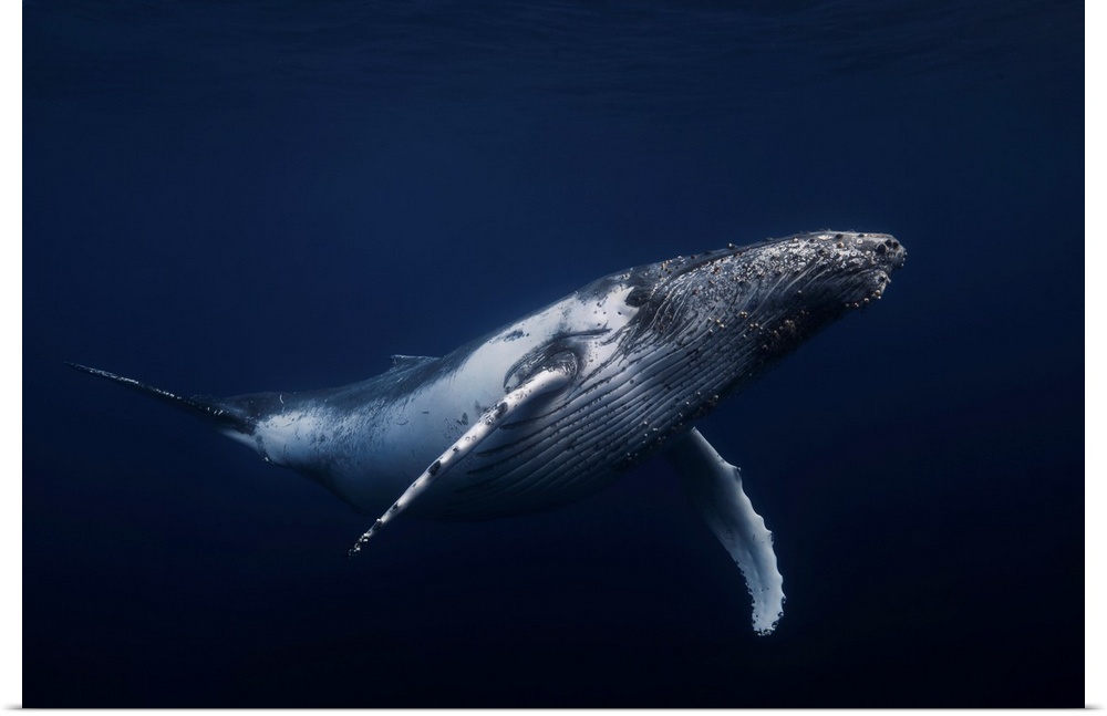 Humpback Whale In Blue