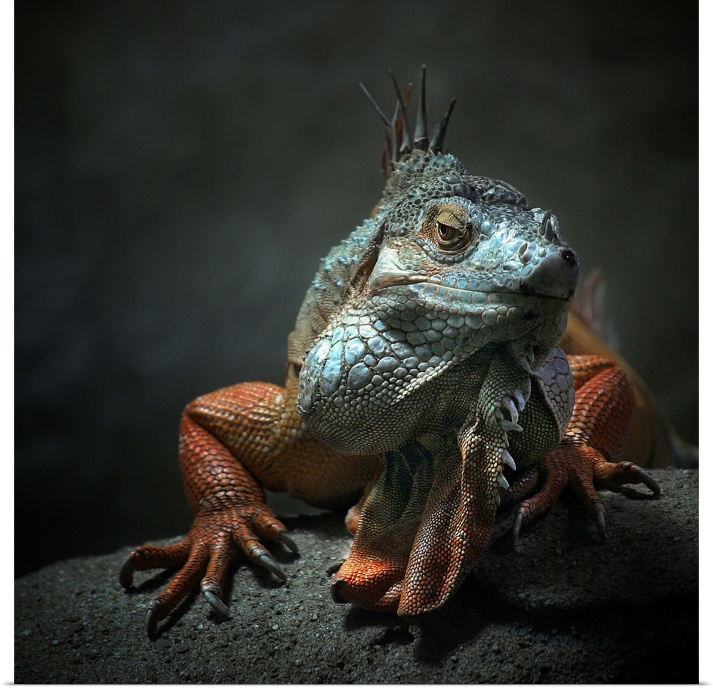 A portrait of a colorful iguana with large claws sitting on a rock.