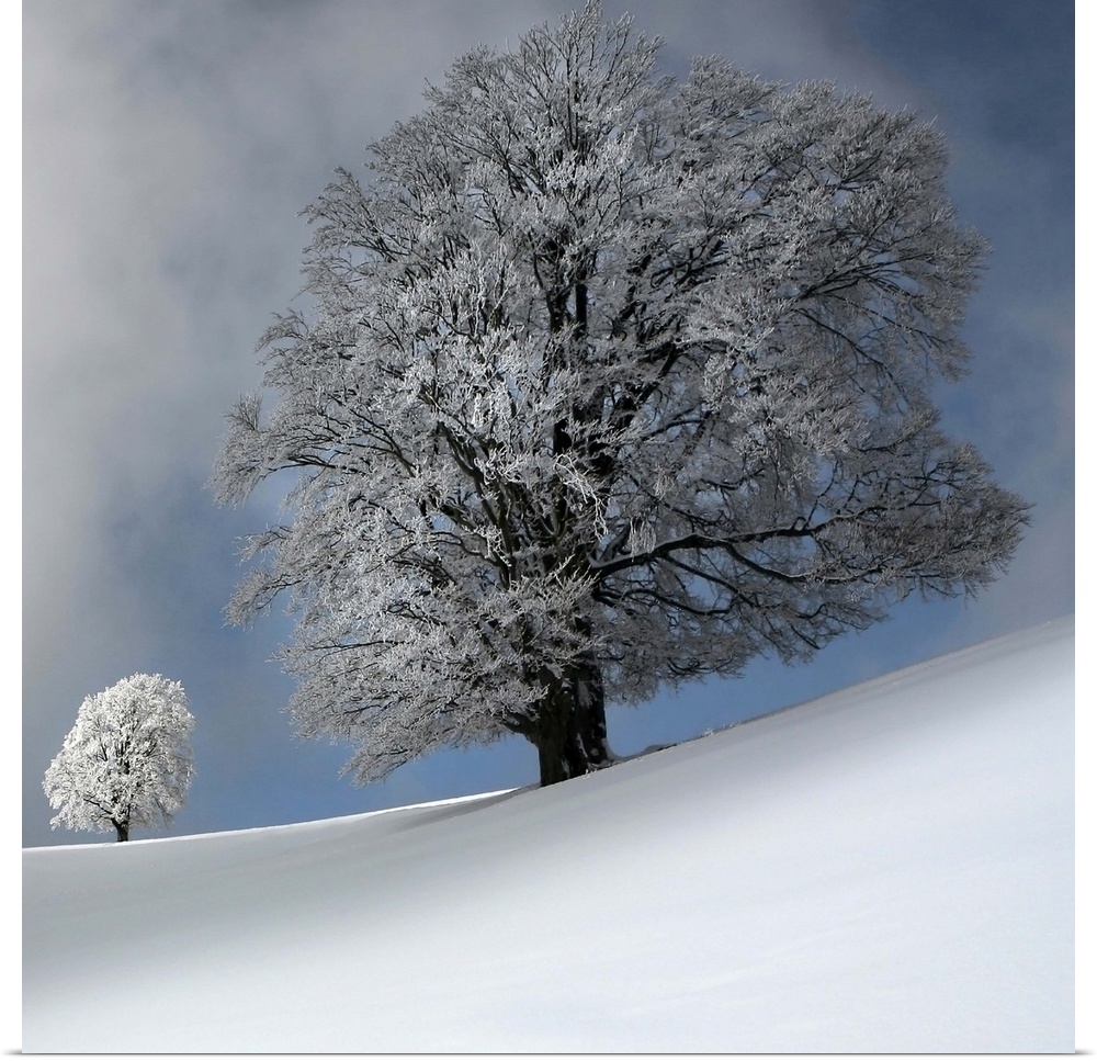 A large tree with dense branches in a landscape of untouched snow, with a matching smaller tree in the distance.