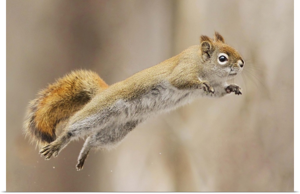 A squirrel takes a flying leap.