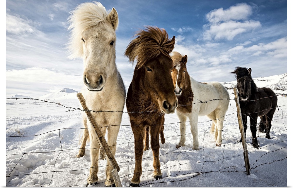 A portrait of Icelandic horses behind a fence in winter.