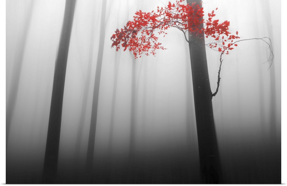A forest with dense fog and thin dark trees, with only one branch of vivid red leaves.