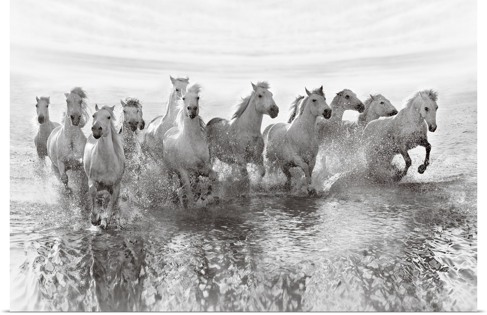 An intense photograph of a herd of white horses galloping through water.