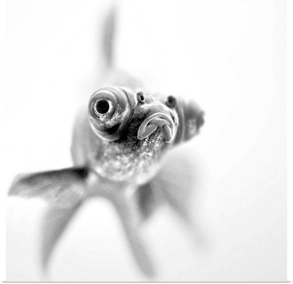 Black and white photograph of an extreme close-up of a popeyed goldfish.