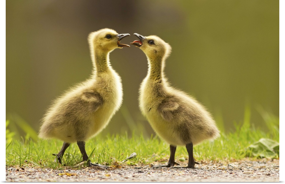 Two Canada Goose goslings having an argument.