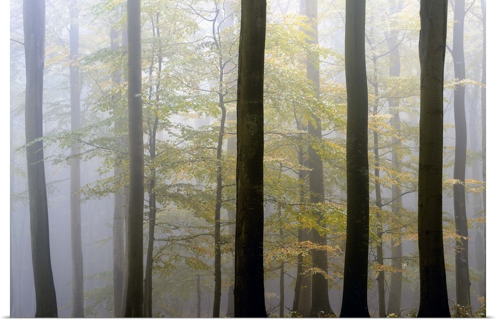 Tall trees in a misty forest in Denmark.