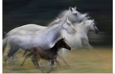 In gallop