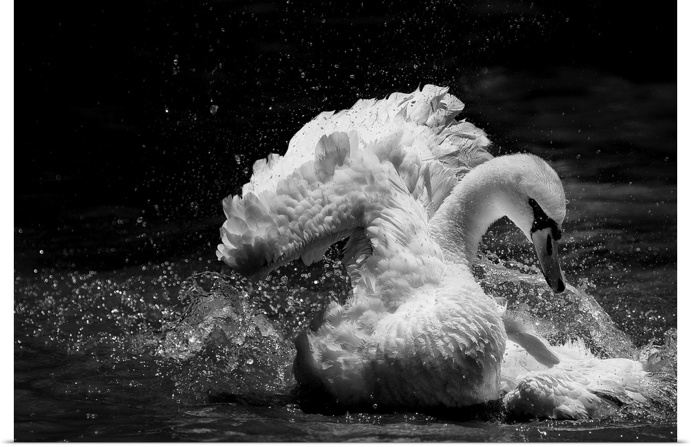 A Mute Swan splashes its wings against the surface of the water to bathe.