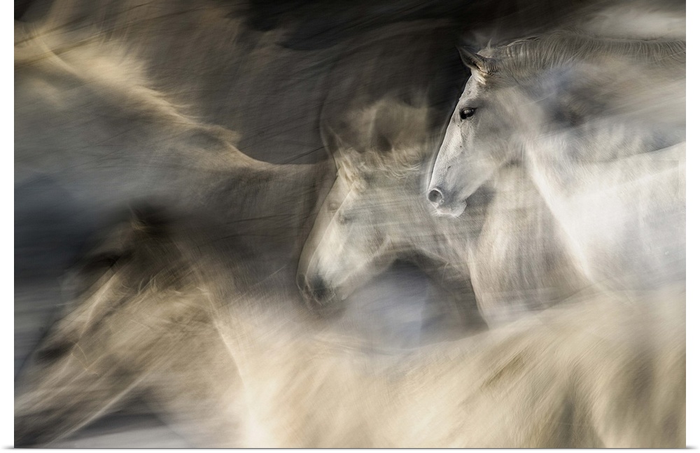 Abstracted motion blurred view of white horses in a gallop.