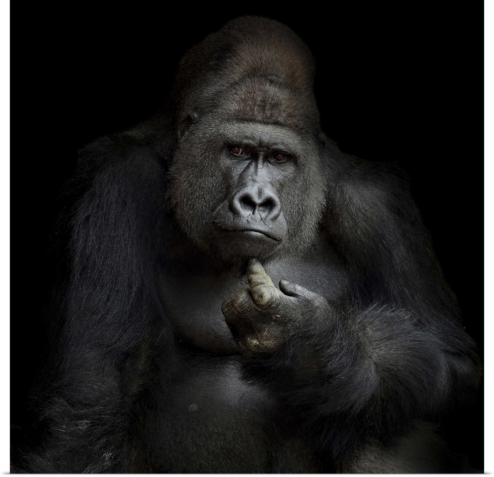 Portrait of a gorilla giving a human-like expression.