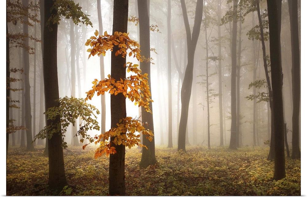 Misty forest glowing with afternoon light, with vivid orange leaves.