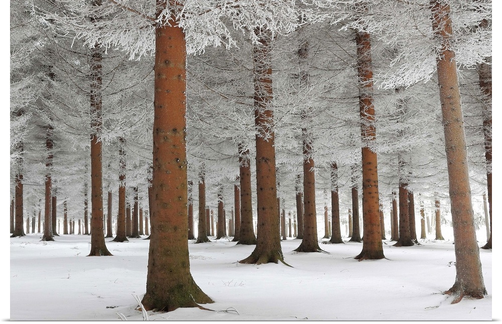 A forest of orange toned trees with the branches and ground covered in snow, Serbia.