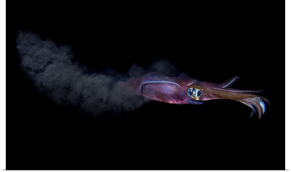 A colorful cuttlefish releases a cloud of ink as it swims away from danger.