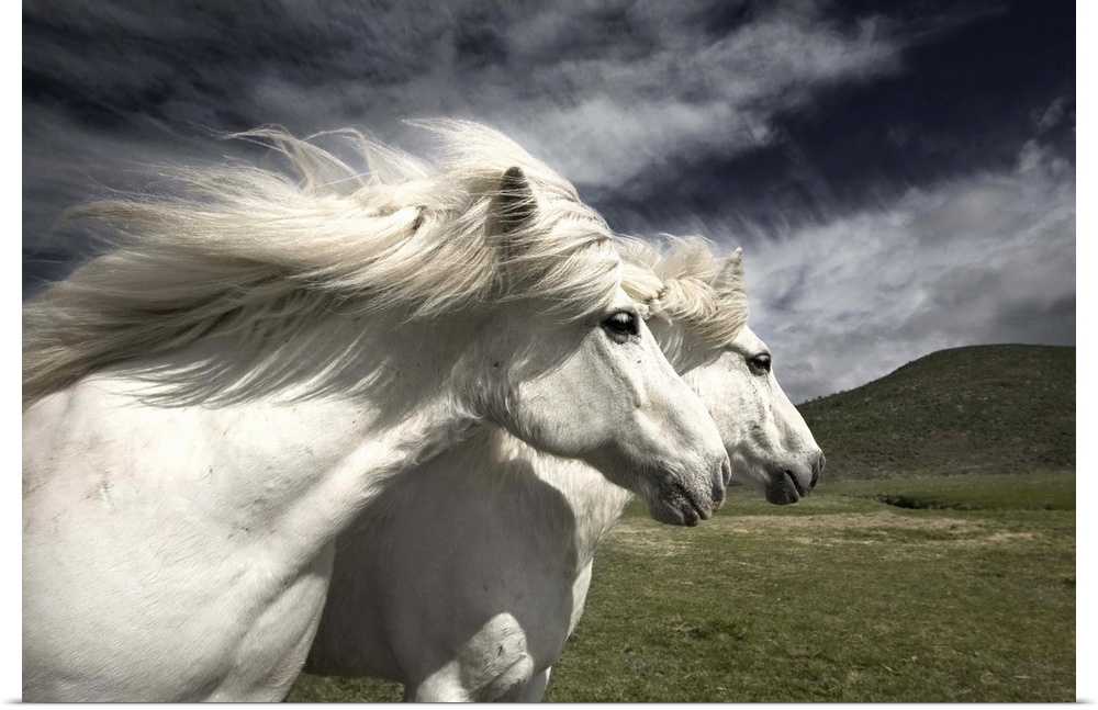 Two white horses with manes blowing in the wind, in Iceland.
