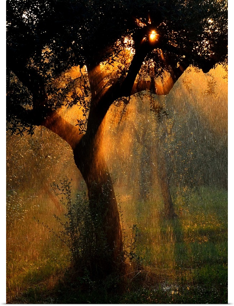 Raindrops falling through a tree in a summer storm, illuminated by the light of the setting sun.