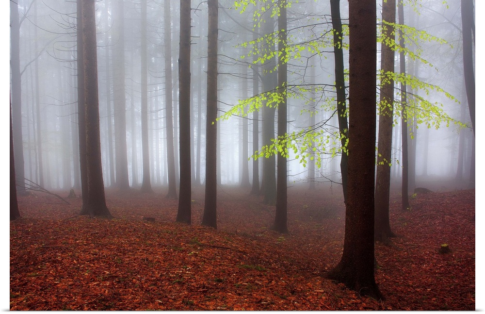 A tree with bright green leaves is the only one with color in a misty forest.