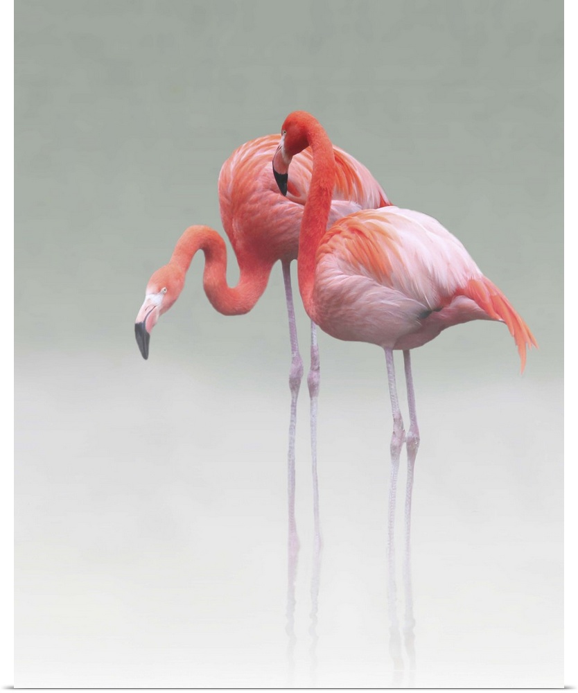 Two Caribbean Flamingos standing together in shallow water in the mist.