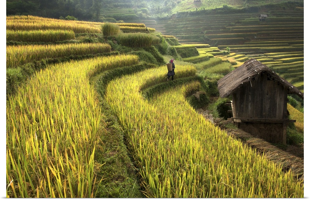Landscape photograph of a farmer walking through rice fields.