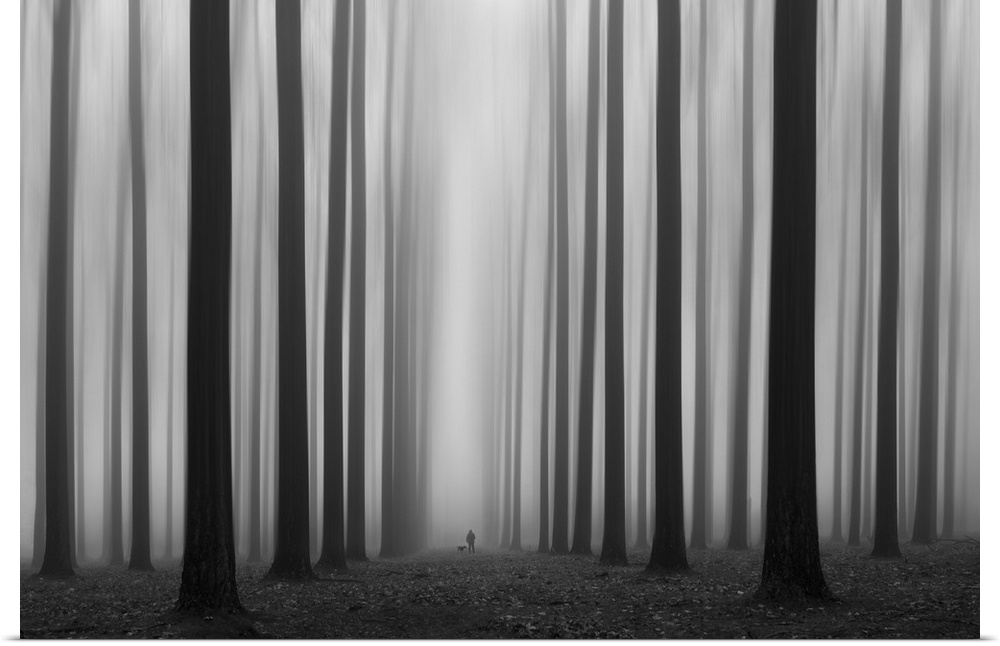 A person and a dog in a misty forest of tall, dark trees.