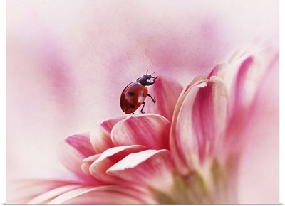 Ladybird On Gerbera