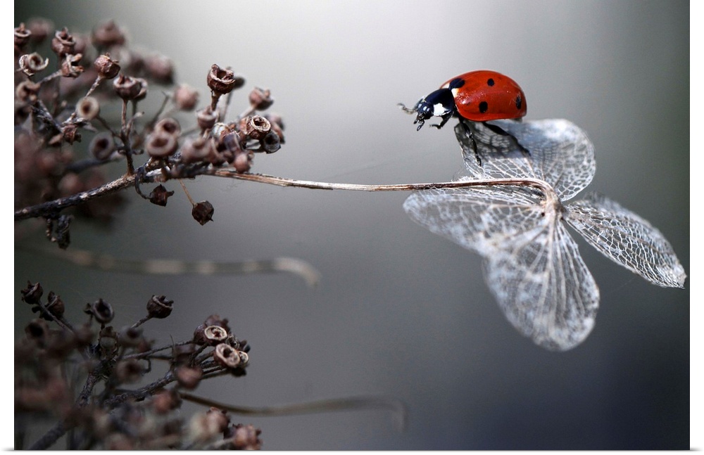 A seven-spotted ladybug balancing on the dried petal of a hydrangea flower.