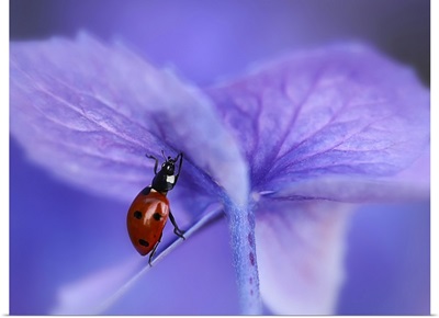 Ladybird On Purple Hydrangea