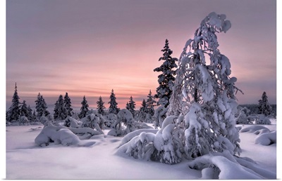 Lappland Winter Wonderland