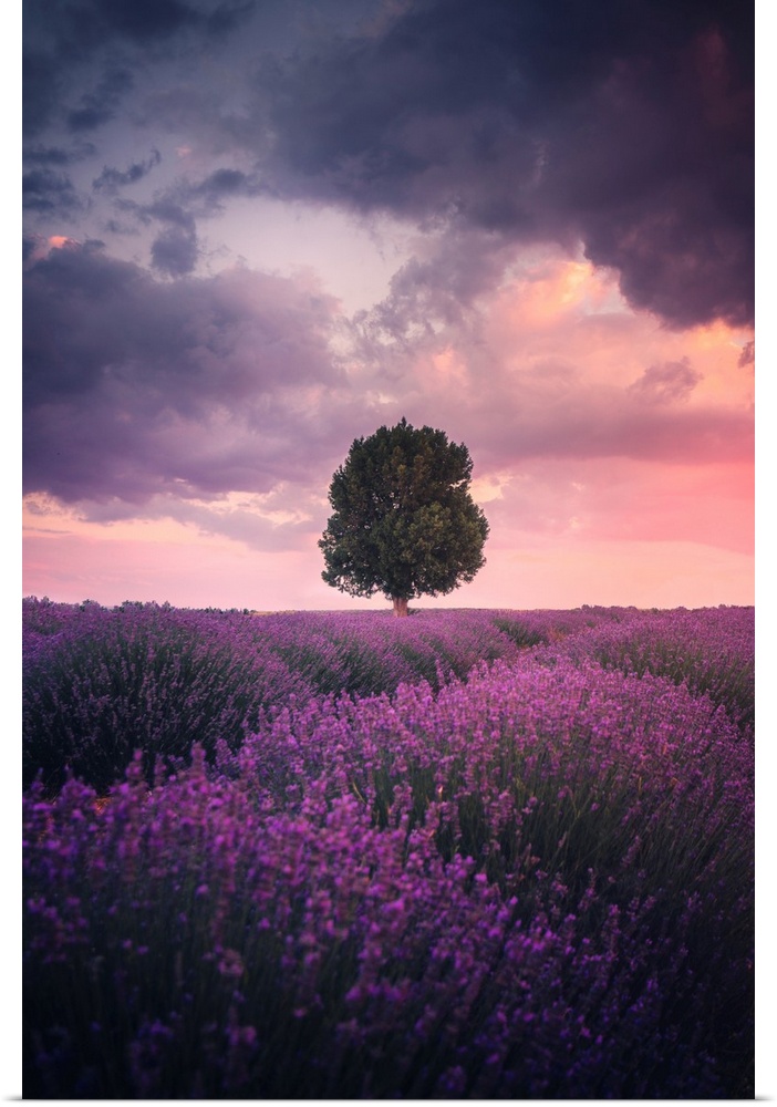 Lavender Fields, Isparta