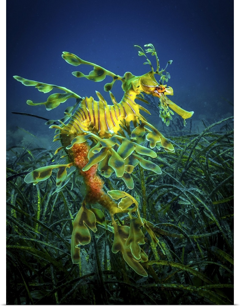 Leafy Sea Dragon - male with eggs  ---   Very hard to find and photograph, these superbly camouflaged fishes are in the sa...