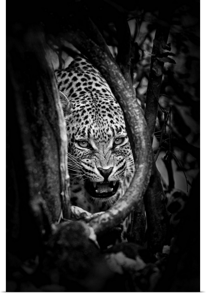 Black and white photograph of a leopard showing its teeth.