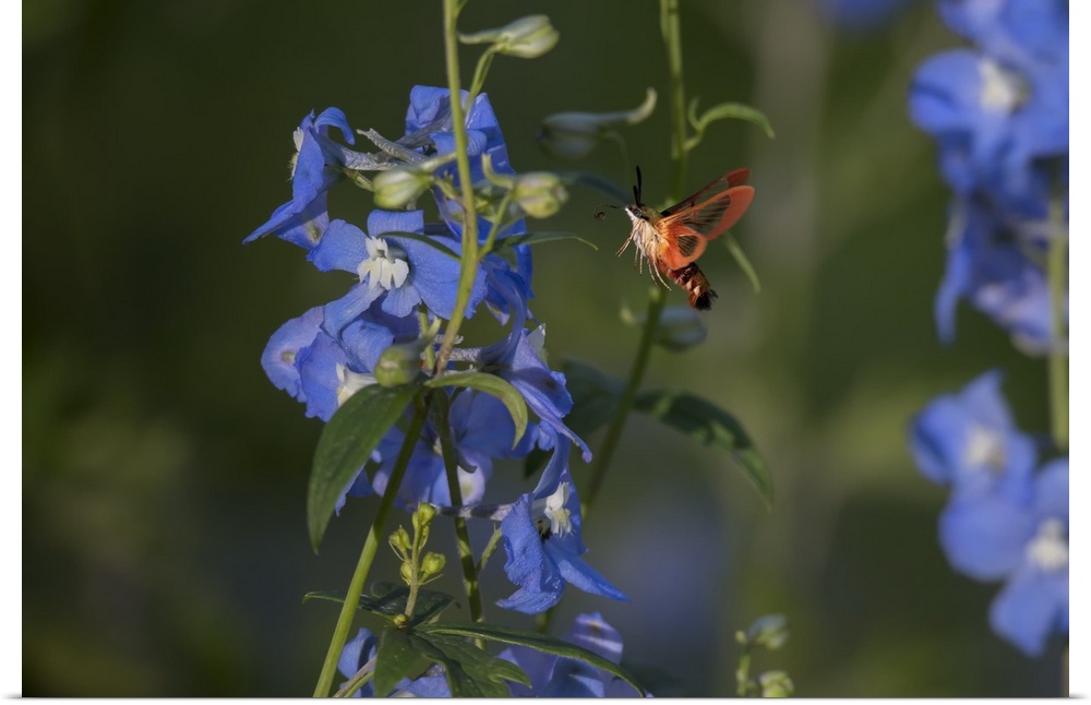 A Hummingbird Moth hovers near a vine with blue flowers.