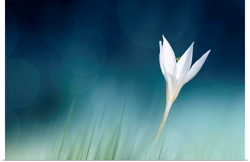 A fine art photograph of a white flower against a vibrant blue background.