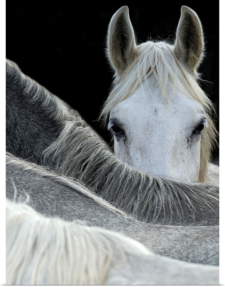 A white horse peering over the backs of its herd-mates.