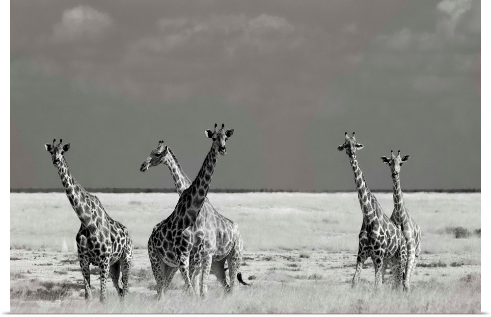A black and white photograph of a group of a giraffes standing around in the Savannah.
