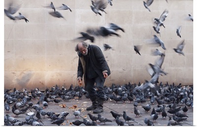 Lord Of The Pigeons