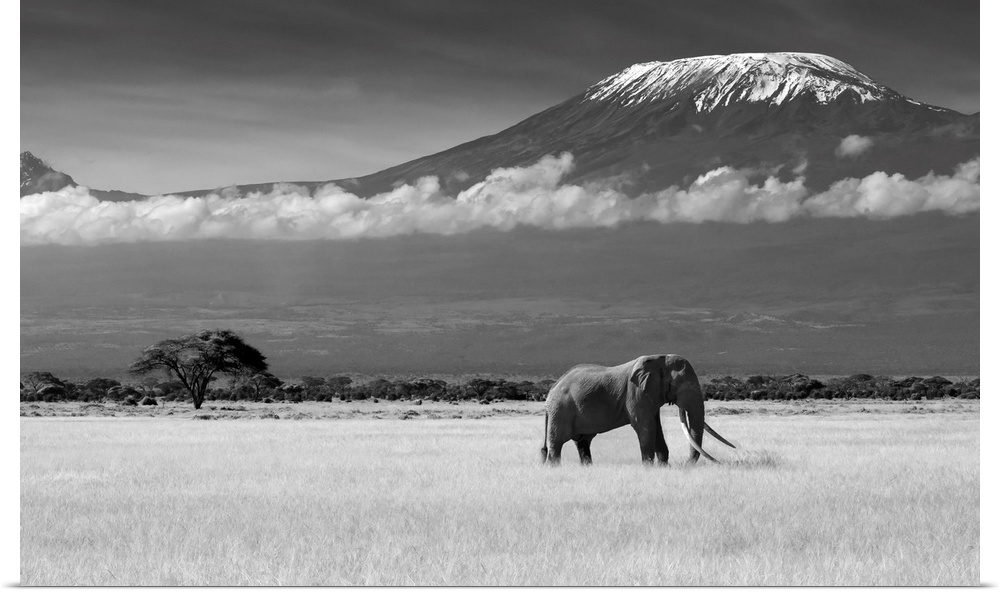 A lone elephant walks along the African Savannah, with mount Kilimanjaro in the distance.