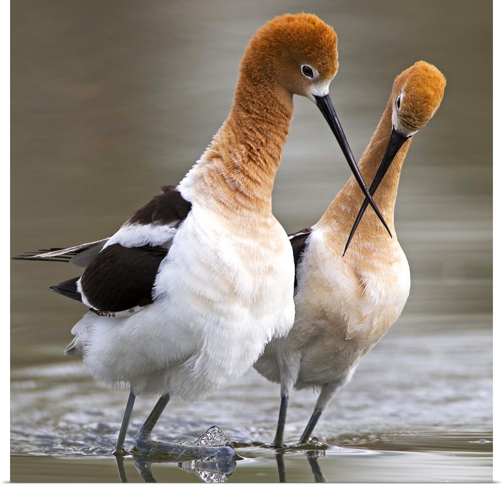 A pair of Red-necked Avocets touching beaks.