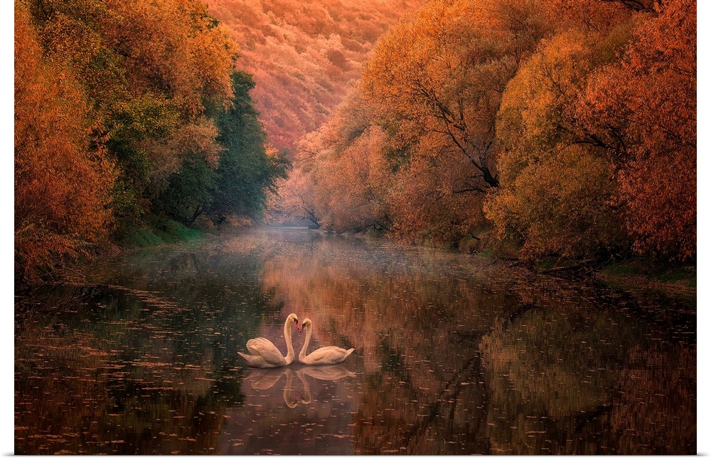 Two swans meet face to face in a lake in an autumn forest.
