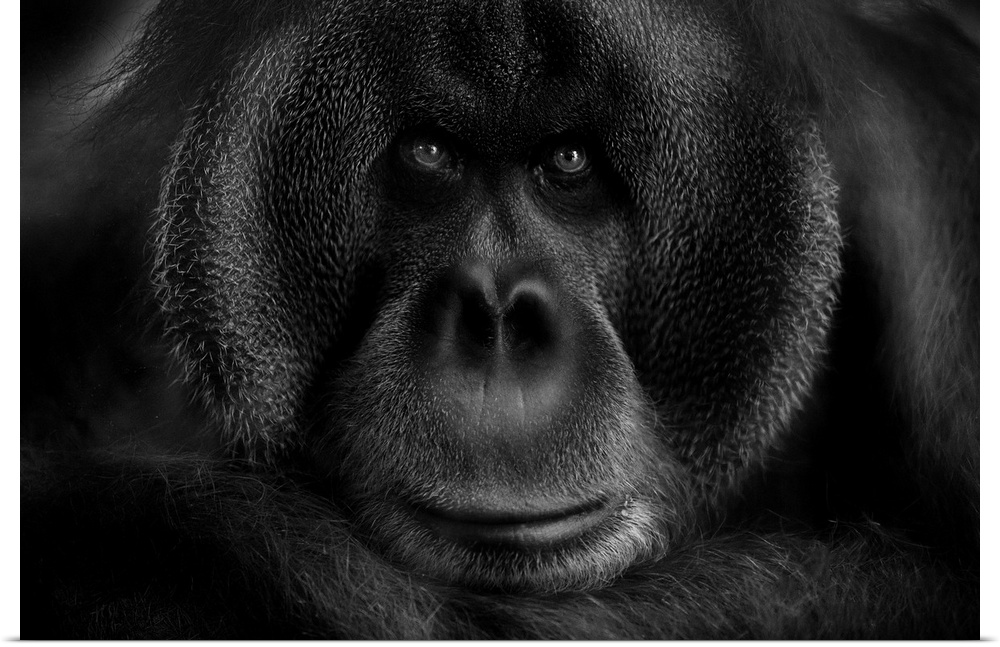 Close-up portrait of an orangutan, filling up the frame.